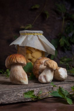 Yenebilir orman mantarları. Porcini mantar kompozisyonu (Sepet, porcino veya kral bolete, genellikle Boletus Edulis olarak adlandırılır) ve yeşil sarmaşık yapraklı ahşap arka planda konserve mantarlı cam kavanoz