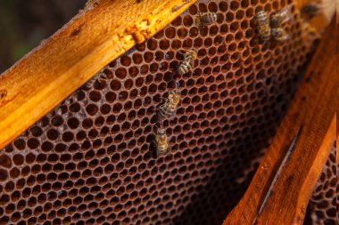 Tatlı bal ile petek üzerinde çalışma arıların görünümü kapatın. Sarı petek arı kovanı tatlı bal ile sadece alınan. Güzel sarı petek arı bal toplanan