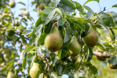 Olgun armut ağacı dalı. Bahçedeki organik armut. Görünümü armut kadar yakın büyümeye armut ağacı dalı yaprakları altında güneş ışığı ile. Armut tarih seçici odak