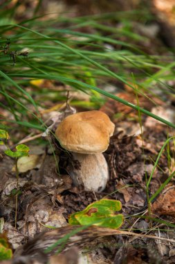 Boletus edulis (cep, porcino veya kral bolete, genellikle Porcini mantarı olarak bilinir), sonbahar mevsiminde orman zemininde yosun, yeşil çimen ve düşen yapraklar arasında yetişir.