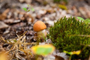 Turuncu kapak boletus. Yenebilir orman mantarları. Genç bir boletus ormanda yetişir, kırmızı başlıklı bir mantar ve kuru yapraklar ve dallar arasında beyaz bir ayak.