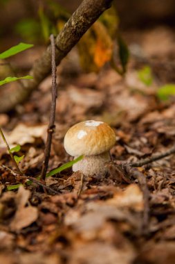 Boletus edulis (cep, porcino veya kral bolete, genellikle Porcini mantarı olarak bilinir) sonbahar mevsiminde orman zemininde yosun ve kuru yapraklar arasında yetişir.