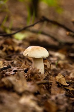 Boletus edulis (cep, porcino veya kral bolete, genellikle Porcini mantarı olarak bilinir) sonbahar mevsiminde orman zemininde yosun ve kuru yapraklar arasında yetişir.