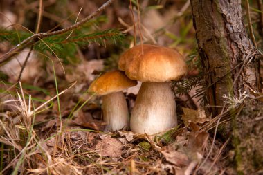 Vahşi doğada iki mantar. Porcini mantarları (Sepet, porcino veya kral bolete, genellikle boletus edulis olarak adlandırılır) sonbahar çam ağacı ormanlarında yetişir.