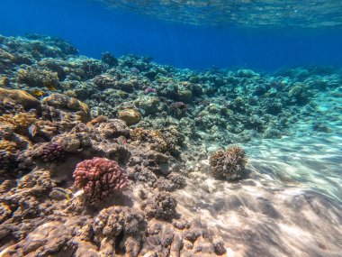 Sualtı panoramik mercan resifleri tropikal balıklar, deniz yosunları ve Mısır 'daki mercanlar. Acropora gemmifera ve Hood mercanı ya da Pürüzsüz karnabahar mercanı (Stylophora pistillata), Lobophyllia hemprichii, Acropora hemprichii veya Pristine Stag