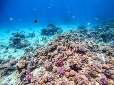 Sualtı panoramik mercan resifleri tropikal balıklar, deniz yosunları ve Mısır 'daki mercanlar. Acropora gemmifera ve Hood mercanı ya da Pürüzsüz karnabahar mercanı (Stylophora pistillata), Lobophyllia hemprichii, Acropora hemprichii veya Pristine Stag