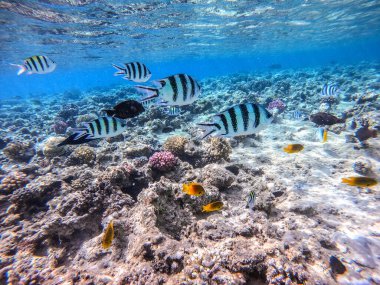 Balıkların farklı türleri - yelken tang veya Desjardin 'in yelken yüzgeci tang, Hipposcarus longiceps veya Uzun Burunlu Parrotfish, Rhinecanthus suikast balığı veya Picasso tetikleyici, Birdmouth wrasse, Klunzinger' s wrasse ve diğer tropikal balıklar