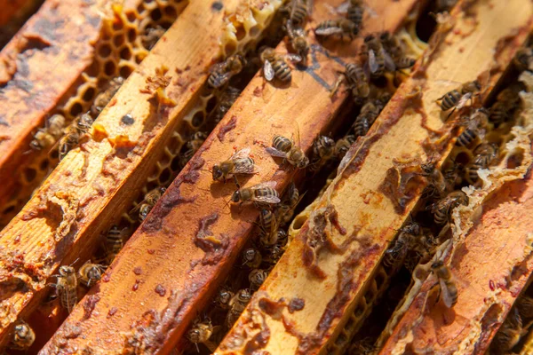 Rahmen Eines Bienenstocks Nahaufnahme Des Geöffneten Bienenkörpers Mit Den Von — Stockfoto