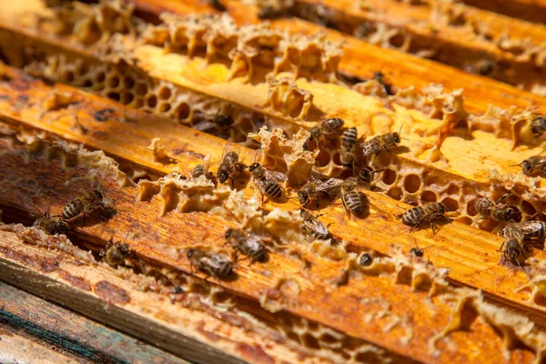 Arı Kovanının Çerçeveleri Bal Arılarının Oluşturduğu Çerçeveleri Gösteren Açılan Kovan — Stok fotoğraf