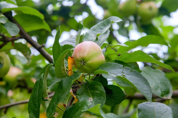 Las Manzanas Verdes Sobre Rama Listas Para Ser Cosechadas Jardín —  Fotos de Stock