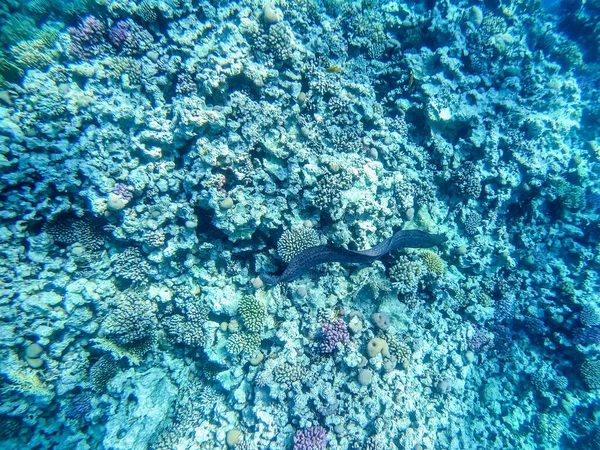 巨大なMoray Eelは サンゴ礁での水中狩猟でGymnothorax Nudivomeとして知られています サンゴや熱帯魚とサンゴ礁の水中生活 エジプト紅海のサンゴ礁 — ストック写真