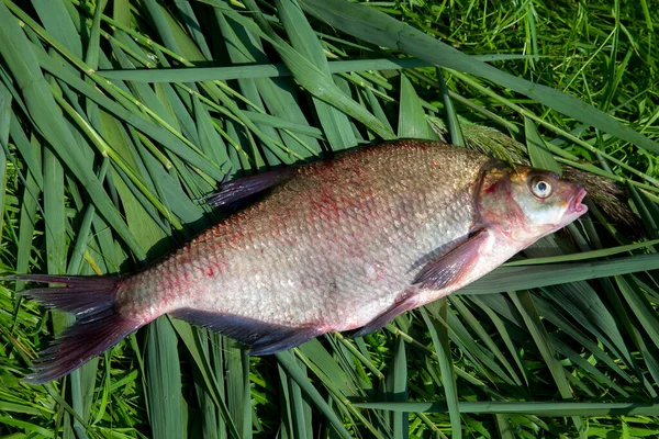 Good catch. Just taken from the water big freshwater common bream known as bronze bream or carp bream (Abramis brama) on green reed.