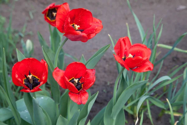 Group of colourful tulip in spring garden. Beautiful close up view of red tulips under sunlight in the garden at the middle of spring. Hybrid Red Tulips in a flowerbed. Amazing spring concept