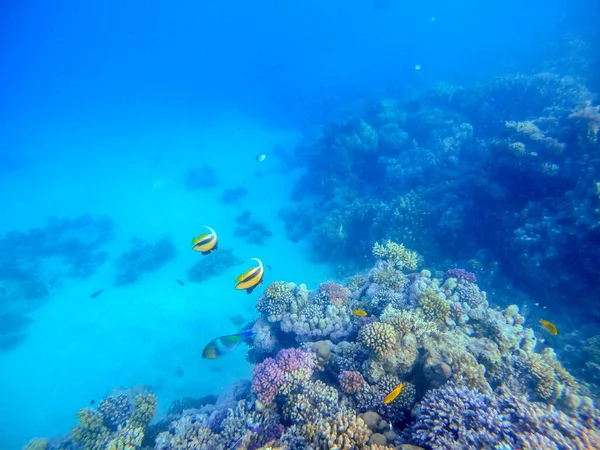 Красное Море Знаменосца Известного Heniochus Intermedius Водой Коралловом Рифе Подводная — стоковое фото
