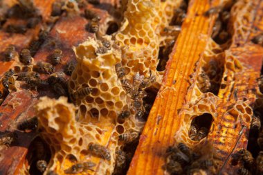 Arı kovanının çerçeveleri. Bal arılarının oluşturduğu çerçeveleri gösteren açılan kovan gövdesinin yakından görünümü