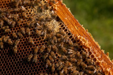 Tatlı ballı arı kovanından alınan bir arı kovanının çerçeveleri. Tatlı bal için açık ve mühürlü hücreleri olan sarı bal peteğinde meşgul arılar. Arı balı güzel kahverengi bal peteğinde toplandı.