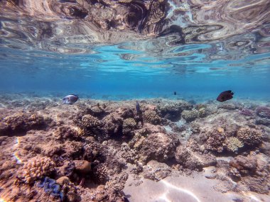 Mercan resifinde renkli tropikal balık Sohal Cerrah Balığı (Acanthurus Sohal) su altında tang. Mercanlar ve tropikal balıklarla dolu su altı yaşamı. Kızıl Deniz 'deki Mercan Resifi, Mısır