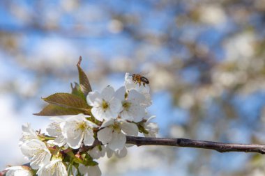 Bahar zamanı meyve bahçesi. Tatlı kiraz ağacının beyaz çiçeğinin üzerinde uçan bal arısının yakın görüntüsü. Tatlı bal yapmak için bal arısı polen ve nektar topluyor. Küçük yeşil yapraklar ve tatlı kiraz ağaçlarının beyaz çiçekleri baharda bahçede çiçek açar.