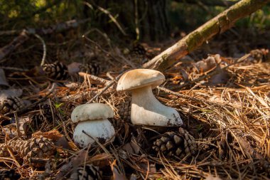 Vahşi doğada iki Boletus mantarı. Porcini mantarları (Sepet, porcino veya kral bolete, genellikle boletus edulis olarak adlandırılır) sonbahar mevsiminde yosun ve kuru yaprakların arasında çam ağacı ormanlarında bulunur.