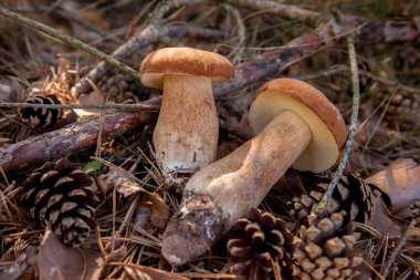 Vahşi doğada iki Boletus mantarı. Porcini mantarları (Sepet, porcino veya kral bolete, genellikle boletus edulis olarak adlandırılır) sonbahar mevsiminde yosun ve kuru yaprakların arasında çam ağacı ormanlarında bulunur.