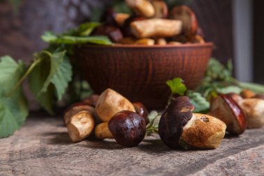 Sonbahar kompozisyonu boletus badius, imleria badia ya da bay bolete, mantarlı kil kasesi eski ahşap arka plan ve yeşil sarmaşık yaprağı. Yenilebilir ve gözenekli mantarların kadife rengi kahverengi veya kestane rengi başlıkları vardır.