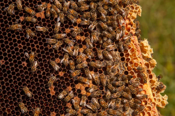 프레임입니다 그들의 젊은을 세포와 꿀벌의 동물과 구조를 보여주는 — 스톡 사진