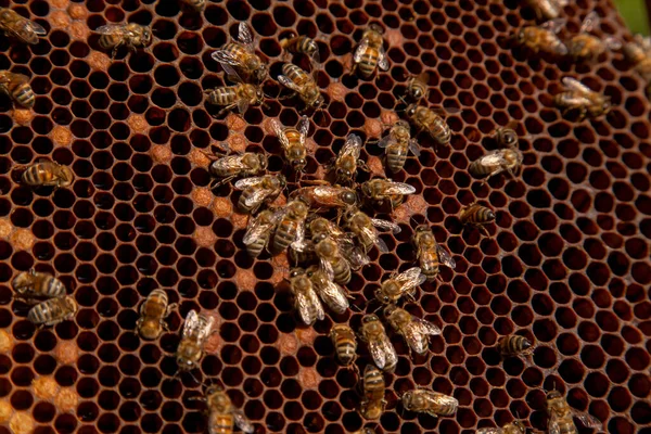 蜂の巣の女王蜂 ミツバチが支える卵を産む蜂の巣の中に女王蜂 コロニー 女王蜂に囲まれた彼女の労働者 — ストック写真