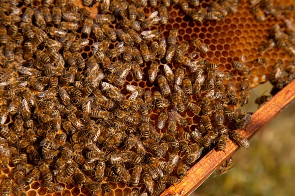 Frames Beehive Busy Bees Hive Open Sealed Cells Young Birth — Stock Photo, Image