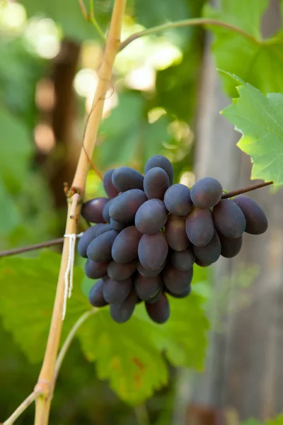 Ein Bündel Rosafarbener Trauben Mit Großen Beeren Hängt Einem Weinstock — Stockfoto