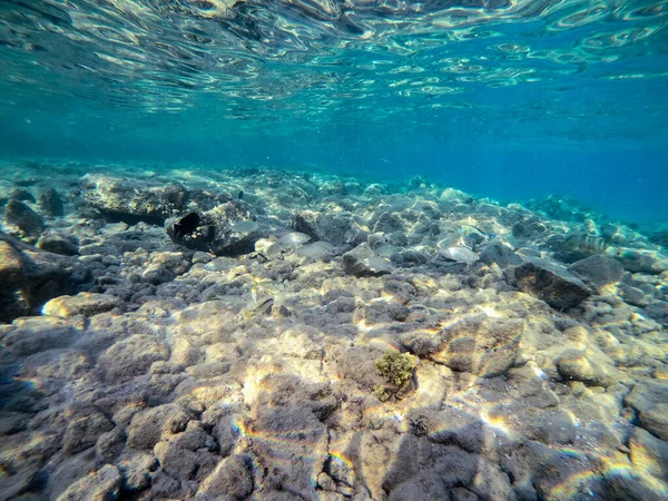 沙戈斯或白色海布里厄姆 White Seabream Diplodus Sargus 的浅滩在珊瑚礁的水下捕鱼 珊瑚礁与珊瑚和热带鱼的水下生活 埃及红海的珊瑚礁 — 图库照片