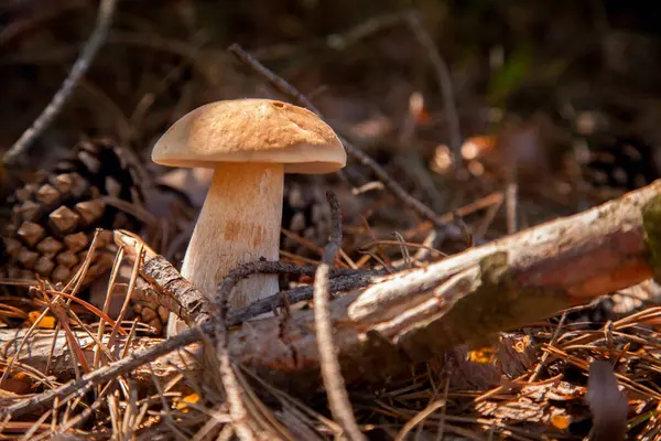 Vahşi doğada tek Boletus mantarı. Porcini mantarı (Sepet, porcino veya kral bolete, genellikle boletus edulis olarak bilinir) sonbahar mevsiminde çam ağacı ormanlarında yosun ve kuru yapraklar arasında yetişir.