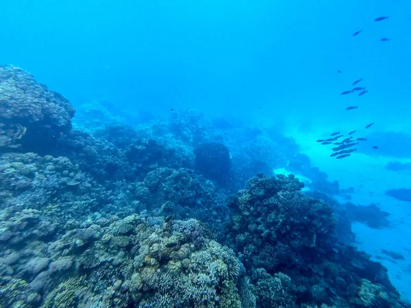 Vista Panorámica Submarina Del Arrecife Coral Con Peces Tropicales Algas —  Fotos de Stock