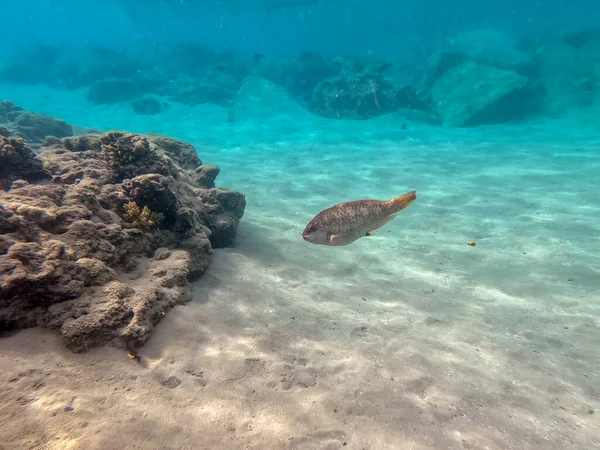 Víz Alatti Panorámás Kilátás Korallzátony Trópusi Halak Tengeri Moszatok Korallok — Stock Fotó