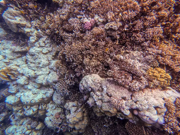 Underwater panoramic view of coral reef with tropical fish, seaweeds and corals at the Red Sea, Egypt. Acropora gemmifera and Hood coral or Smooth cauliflower coral (Stylophora pistillata), Lobophyllia hemprichii, Acropora hemprichii or Pristine Stag