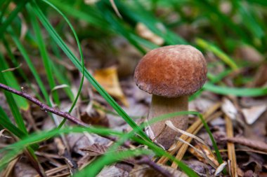 Boletus edulis (cep, penny topuz, porcino veya kral bolete, genellikle porcini mantar denir) yosun, yeşil çim ente ve sonbahar sezonunda düşmüş yaprakları arasında orman zeminüzerinde yetişir