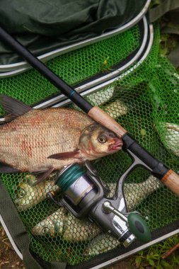 İyi yakaladın. Sudan yeni alınmış büyük tatlı su çipurası olarak bilinen bronz çipura veya sazan çipli (Abramis brama) ve olta oltası ile yeşil balıkçı ağı. Balıkların doğal bileşimi, makaralı olta ve balıkçı ağları.