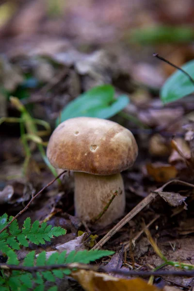 在秋天的季节 在森林的地板上生长着青苔和干枯的落叶 小红花或国王的肉毒杆菌 通常被称为波西尼蘑菇 — 图库照片