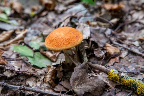 Orangefarbene Steinpilze Ernte Von Essbaren Waldpilzen Ein Junger Steinpilz Wächst — Stockfoto