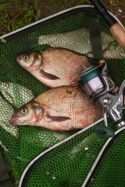 İyi yakaladın. Sudan yeni alınmış büyük tatlı su çipurası olarak bilinen bronz çipura veya sazan çipli (Abramis brama) ve olta oltası ile yeşil balıkçı ağı. Balıkların doğal bileşimi, makaralı olta ve balıkçı ağları.