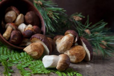 Boletus badius, imleria badia ya da Bay bolete ve Porcini mantarlarının sonbahar kompozisyonu yaygın olarak Boletus Edulis olarak bilinir, kil kase ile mantarlar eski ahşap arka planda yeşil çam ağacı dalı ve eğreltiotu yaprağı sırtı