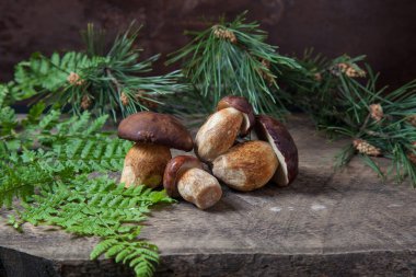 Birkaç Boletus badius, imleria badia ya da Bay bolete mantarlarının sonbahar kompozisyonu eski ahşap arka planda eğreltiotu yeşil yaprağı ve arkasında çam ağacı dalı ile birlikte. Yenilebilir ve gözenekli mantarların kadife rengi kahverengi veya kestane rengi başlıkları vardır.