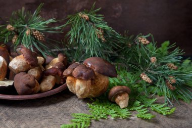 Sonbahar kompozisyonu boletus badius, imleria badia veya bay bolete mantarları ve mantarlı kil tabağı eski ahşap zemin üzerinde yeşil çam ağacı dalı ve eğreltiotu yaprağı. Yenilebilir ve gözenekli mantar kadife rengi koyu kahverengi ya da kestane rengi.