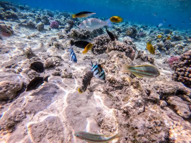 Balıkların farklı türleri - yelken tang veya Desjardin 'in yelken yüzgeci tang, Hipposcarus longiceps veya Uzun Burunlu Parrotfish, Rhinecanthus suikast balığı veya Picasso tetikleyici, Birdmouth wrasse, Klunzinger' s wrasse ve diğer tropikal balıklar