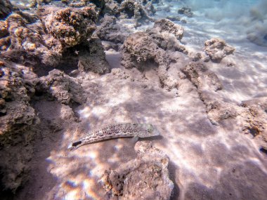 Benekli kum levreği balığına yakından bakın. Buna Parapercis hekoftalalma da denir. Mercan resifindeki kumun üzerinde suyun altında. Mercanlar ve tropikal balıklarla dolu su altı yaşamı. Kızıl Deniz 'deki Mercan Resifi, Mısır