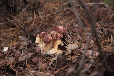 Boletus Badius 'un ailesi, Imleria Badia ya da Bay Bolete sonbahar çam ormanlarında yetişiyor. Yenilebilir ve gözenekli mantarların kadife rengi kahverengi veya kestane rengi başlıkları vardır.