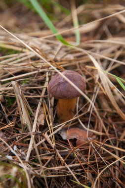 Boletus badius, imleria badia ya da Bay Bolete 'nin sonbahar mevsiminde yosun ve kuru yaprakların arasında büyümesini yakından izleyin. Yenilebilir ve gözenekli mantarların kadife rengi kahverengi veya kestane rengi başlıkları vardır.