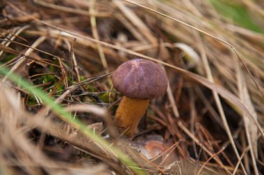 Boletus badius, imleria badia ya da Bay Bolete 'nin sonbahar mevsiminde yosun ve kuru yaprakların arasında büyümesini yakından izleyin. Yenilebilir ve gözenekli mantarların kadife rengi kahverengi veya kestane rengi başlıkları vardır.