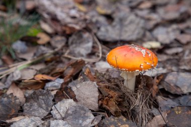 Vahşi sinek Agaric kırmızı Kupası mantar ile büyük bir zehir ama güzel mantar var. Sinek Agaric veya sinek Amanita (sinek mantarı) şimdi öncelikle sonbahar ormanda halüsinojenik özellikleri için ünlü