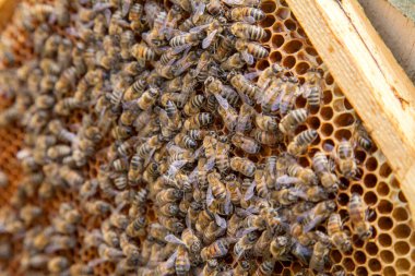Arı kovanının çerçeveleri. Petek üzerinde çalışan arıların yakından görünümü. Arılar bazı hayvanlar ve petek yapısı gösteren yakın
