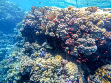 Sualtı panoramik mercan resifinin Lyretail anthias sürüsü (Pseudanthias squamipinnis) ve diğer tropikal balık türleri, deniz yosunları ve mercanlar ile Kızıl Deniz, Mısır. Acropora gemmifera ve Hood mercanı veya Pürüzsüz karnabahar mercanı (Stylophora 